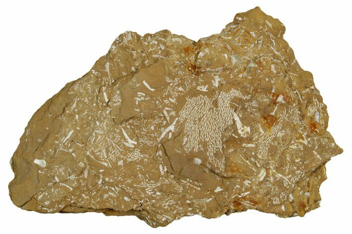 Ordovician Kukersite Oil Shale with Bryozoan Fossils - Russia #369564